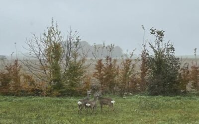 Takich miłych gości dziś mamy, tuż za oknami Ossolińczyka 🦌❤