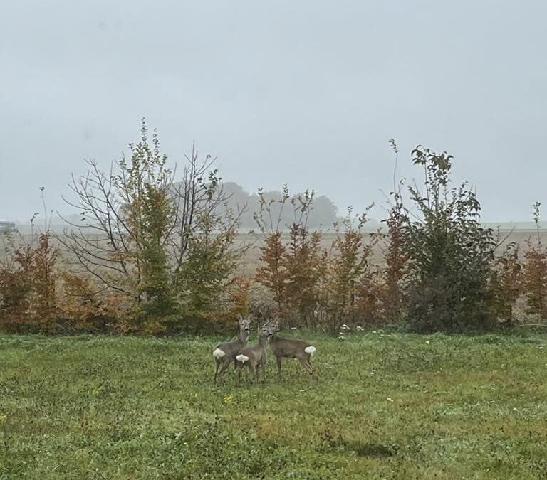 Takich miłych gości dziś mamy, tuż za oknami Ossolińczyka 🦌❤